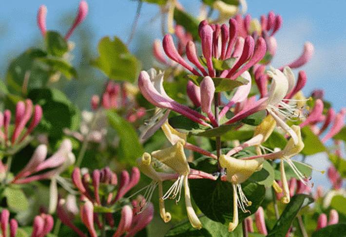 Quelles Plantes Sont Toxiques Dans Le Jardin Tout Pratique